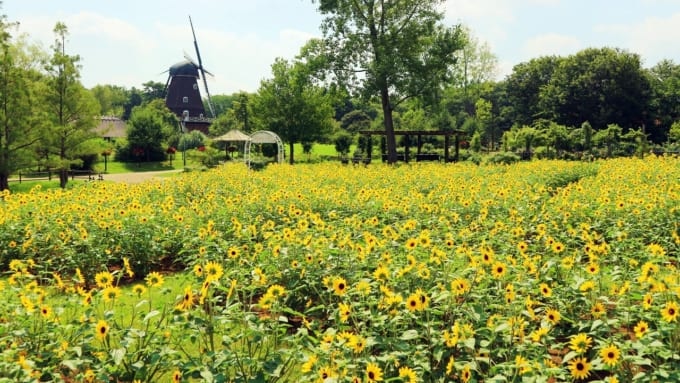 千葉県船橋市にある「ふなばしアンデルセン公園」のひまわり