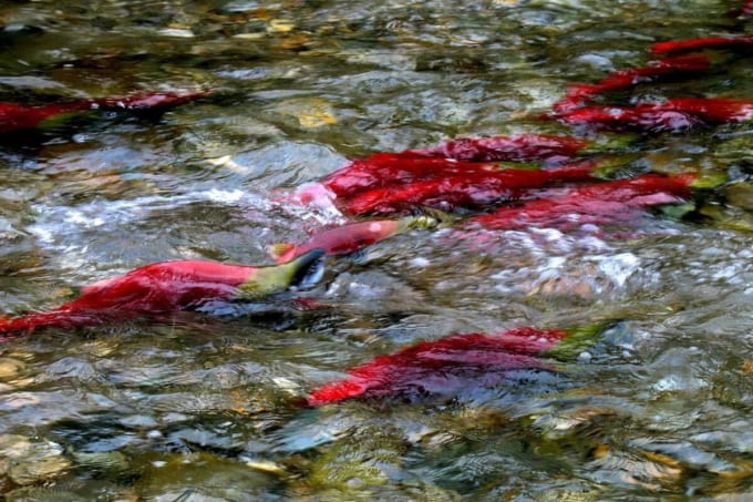 アダムス・リバー　鮭の遡上