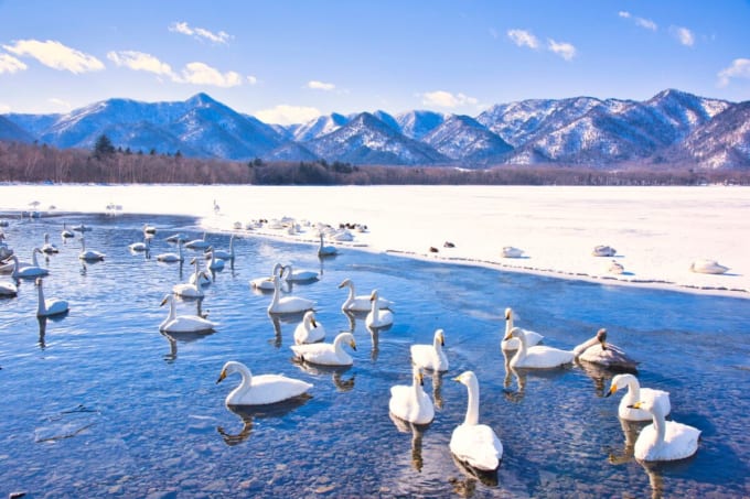 冬の屈斜路湖と白鳥（ 北海道弟子屈町）