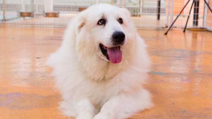 つくばわんわんランド