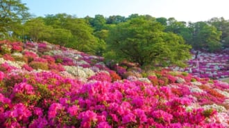 西山公園のツツジ