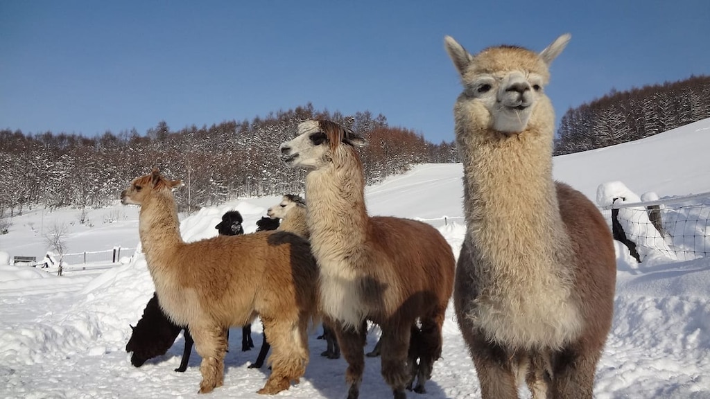 【北海道】ビバアルパカ牧場の観光情報｜アルパカと遊べるスポット！？