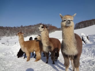 ビバアルパカ牧場のアルパカたち