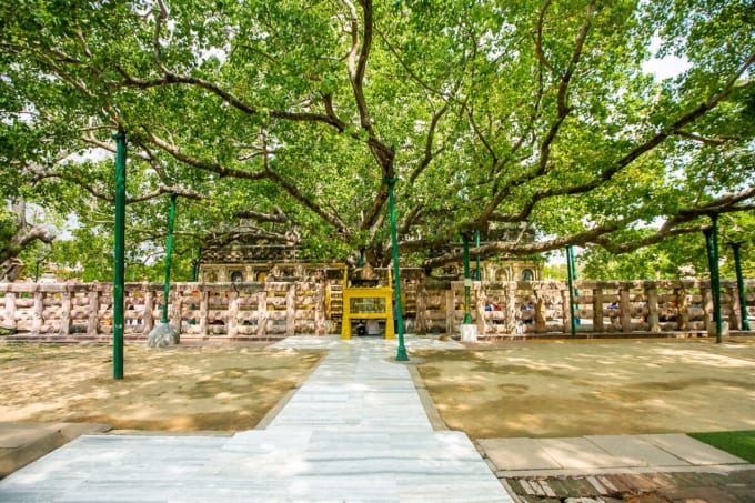 マハーボディ寺院の菩提樹［インド・ブッタガヤ］