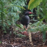 安田くいなふれあい公園