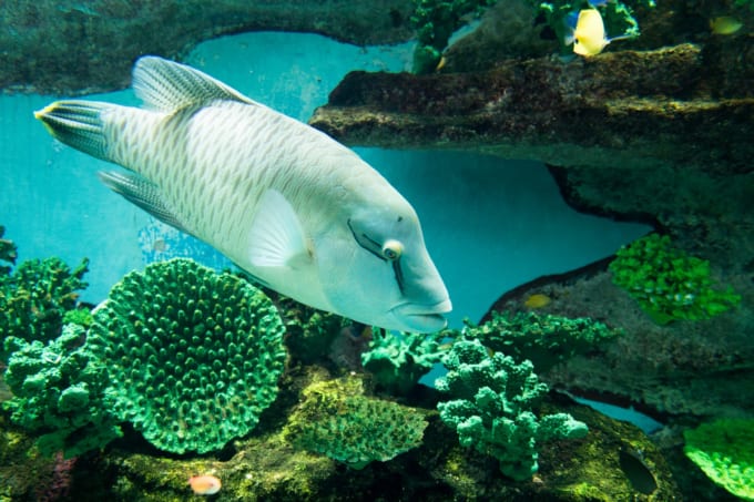 ナポレオンフィッシュ