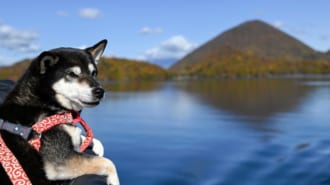 愛犬とキャンプ　洞爺湖クルーズ