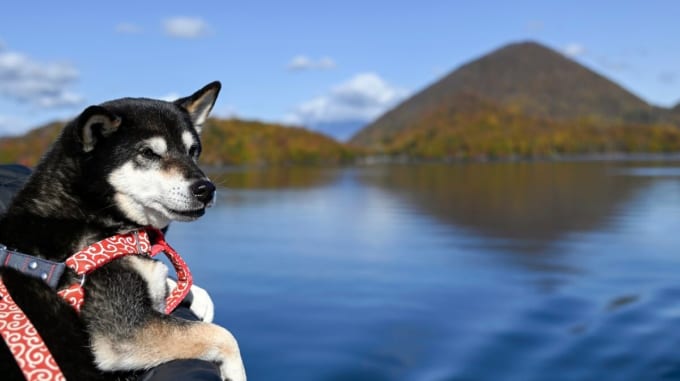 愛犬とキャンプ　洞爺湖クルーズ