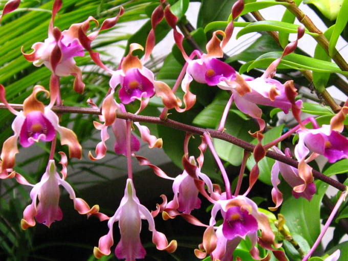 パプアニューギニア国立オーキッドガーデン