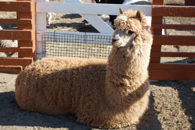 マザー牧場のアルパカ