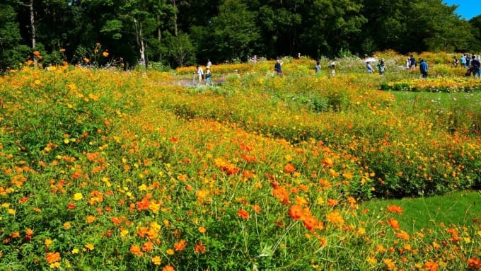 【横浜市】里山ガーデンのコスモス