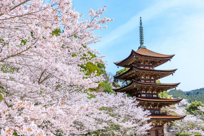 桜と瑠璃光寺五重塔