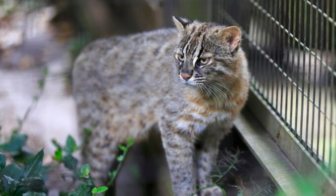 対馬野生生物保護センター（長崎県・対馬）
