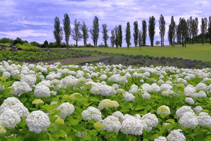 国営越後丘陵公園