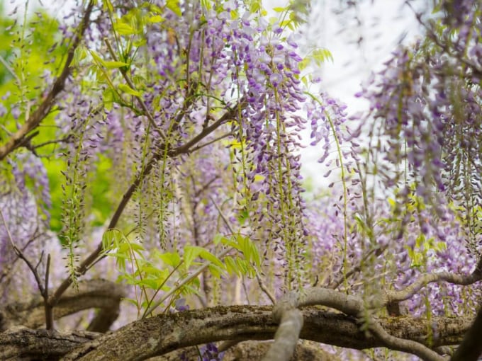 一戸　藤島のフジ
