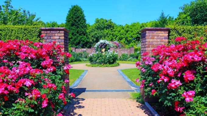 【平塚市】花と緑のふれあいセンター　花菜ガーデンのバラ