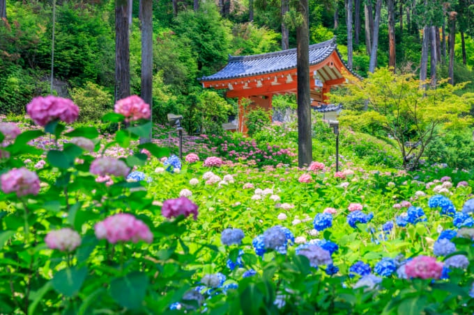 京都 紫陽花