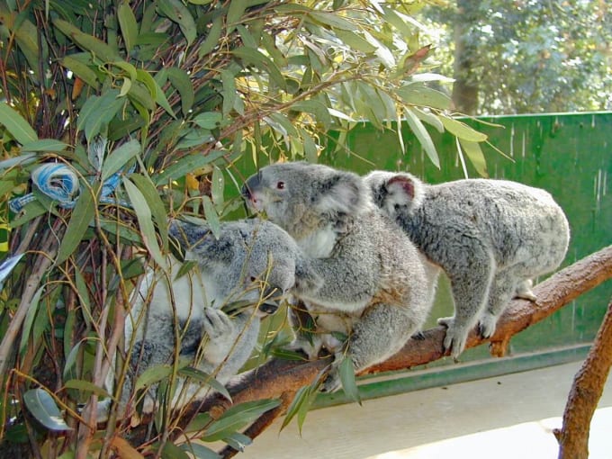 コアラパーク・サンクチュアリ（シドニー）