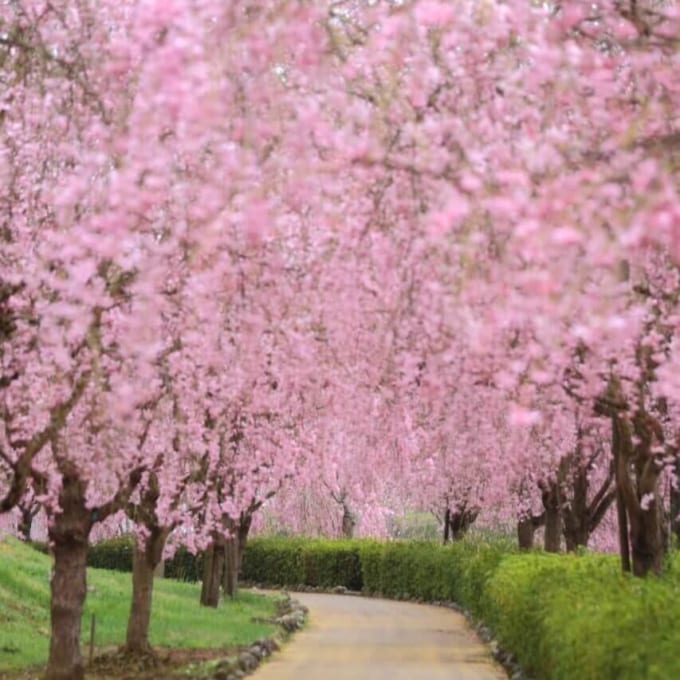 常陸風土記の丘　しだれ桜のトンネル