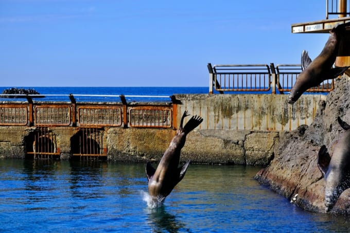 おたる水族館「トドのダイブショー」（北海道小樽市）