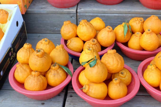 済州島　東門市場　デコポン