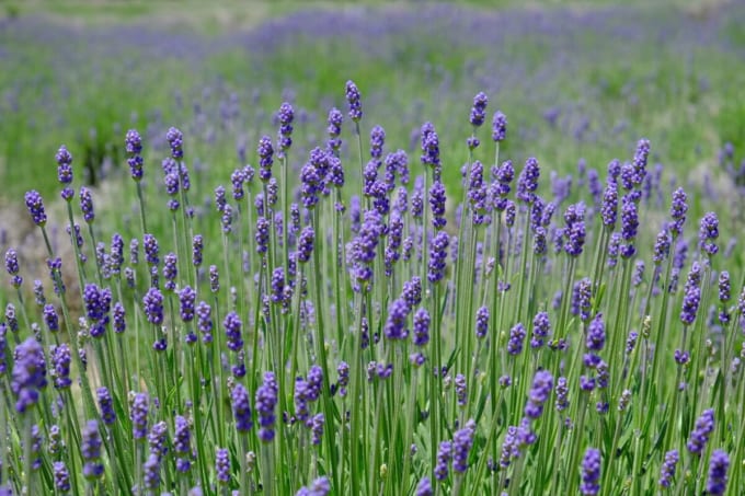 夢ハーベスト農場