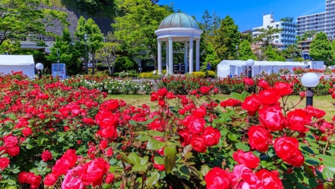 【横須賀市】ヴェルニー公園のバラ