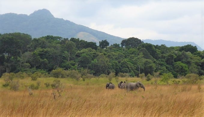 ガボンの世界遺産！ロペ＝オカンダの生態系と残存する文化的景観 skyticket 観光ガイド