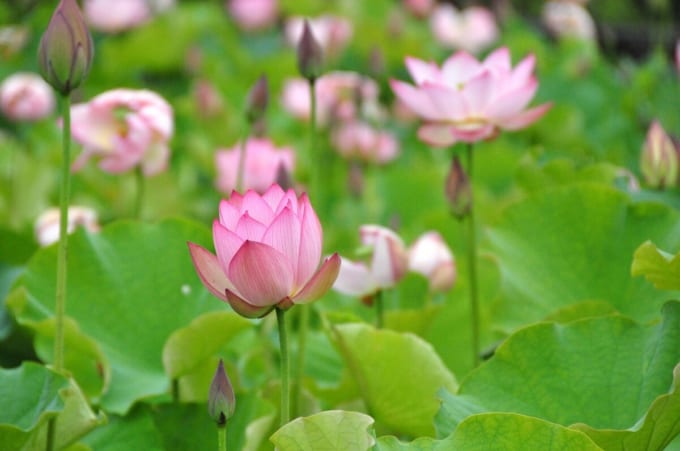 つがの里ハスまつり