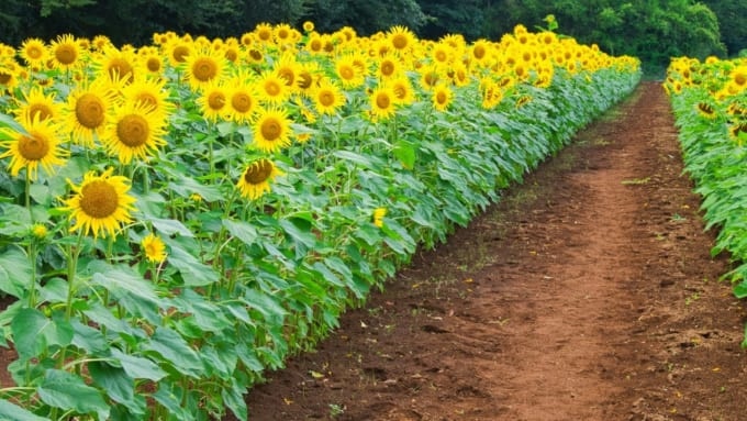 佐倉里山自然公園 ひまわり畑