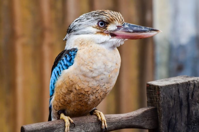 ウェーブロック・ワイルドライフ・パーク