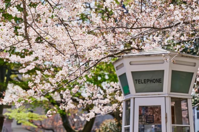 横浜・山手　元町公園の電話ボックスと桜