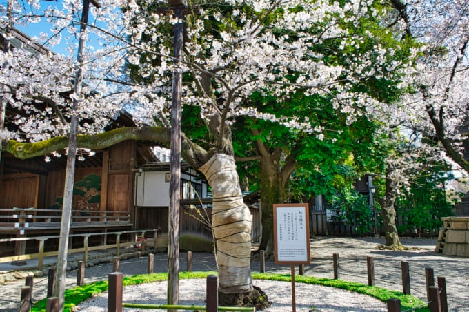 桜が綺麗な神社 東京