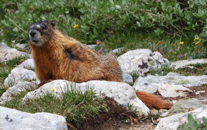 メディスンボウ国立森林公園（ララミー）