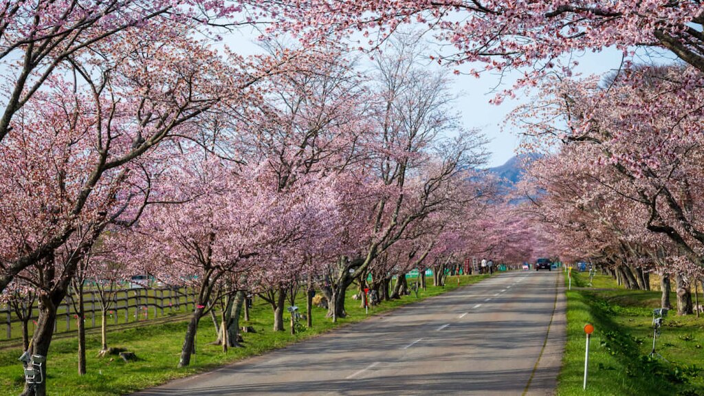 【2022最新】北海道限定◎桜の名所を大紹介！