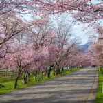 優駿さくらロード