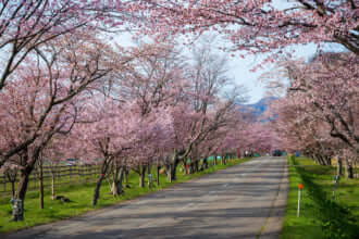 優駿さくらロード