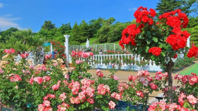 【川崎市】生田緑地　ばら苑