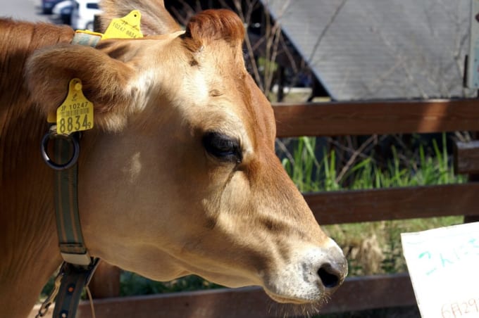 モクモク手作りファーム