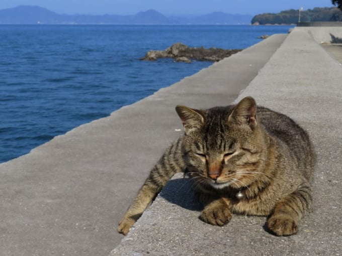 真鍋島の猫