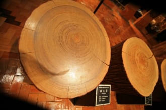 屋久杉自然館内の展示