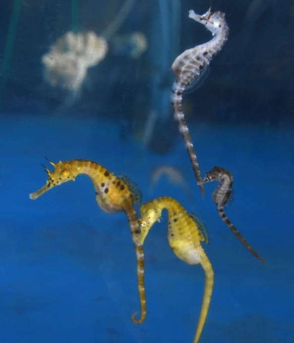 タツノオトシゴハウス（鹿児島県南九州市）