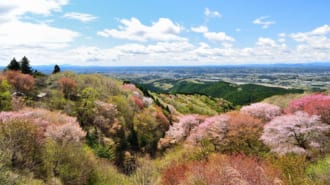 御亭山の山桜
