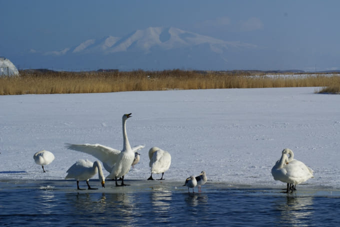 濤沸湖の白鳥
