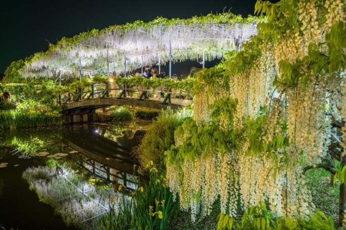 あしかがフラワーパーク