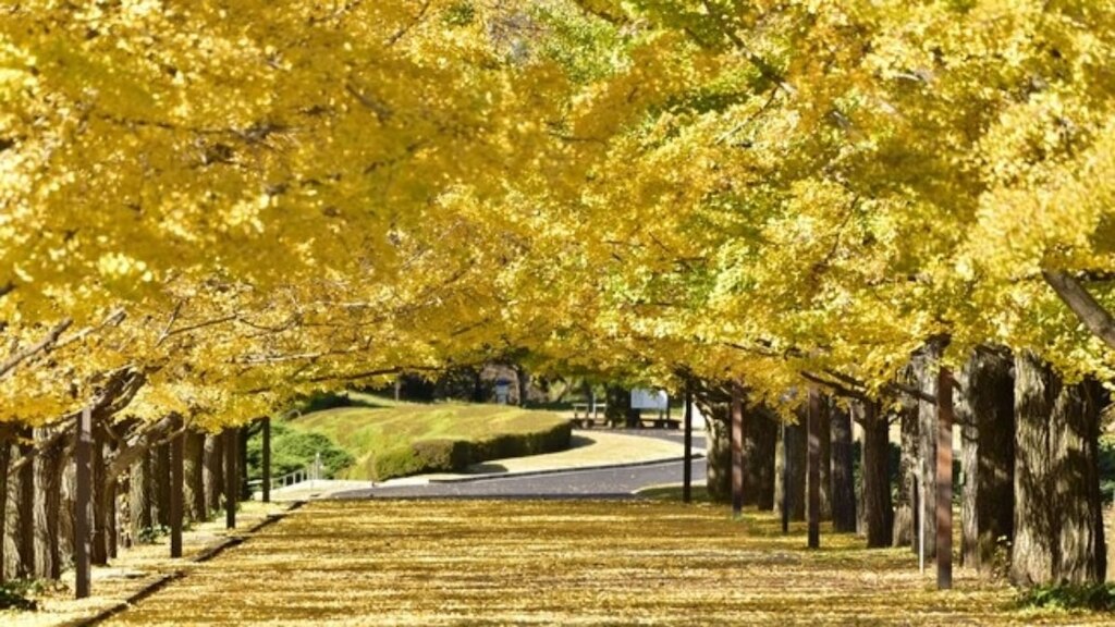 【東京・国営昭和記念公園】2020年11月29日(日)まで「黄葉紅葉まつり」「秋の夜散歩2020」を開催中