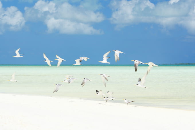 クリスマス島（キリティマティ島）でバードウォッチング（キリバス）