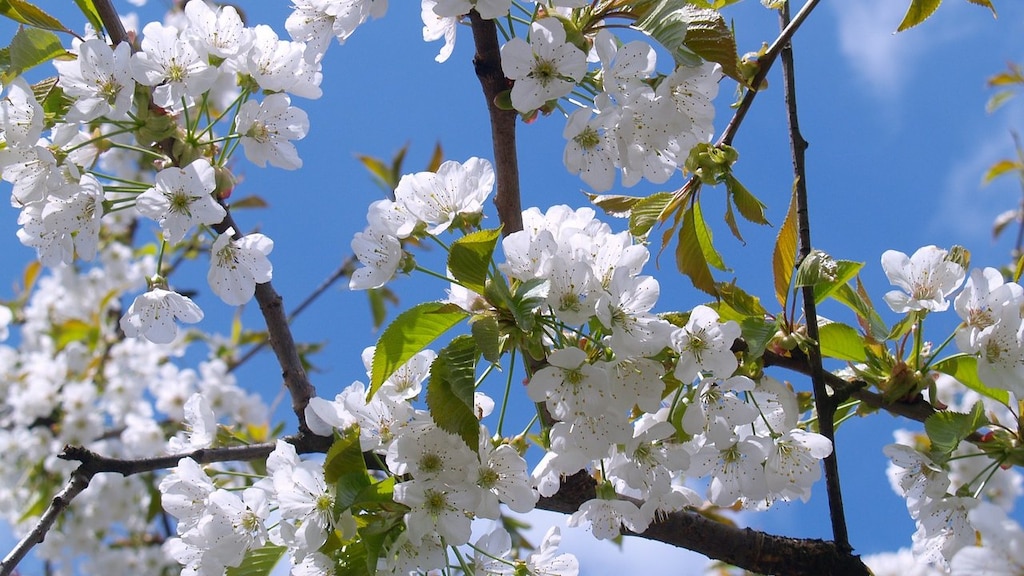 お花見を楽しむならここ！春の訪れを感じる長崎県桜の名所5選！