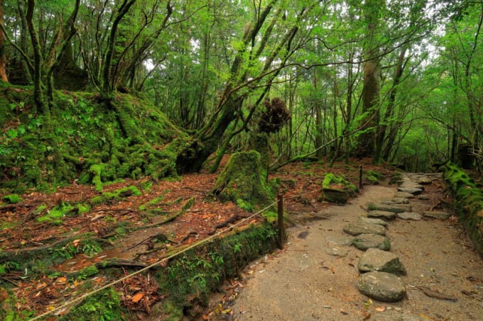 白谷雲水峡　楠川歩道（屋久島）