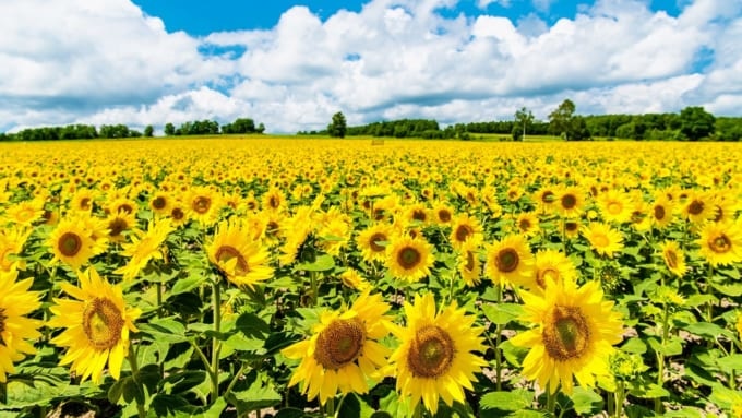 北竜町ひまわりの里（北海道）